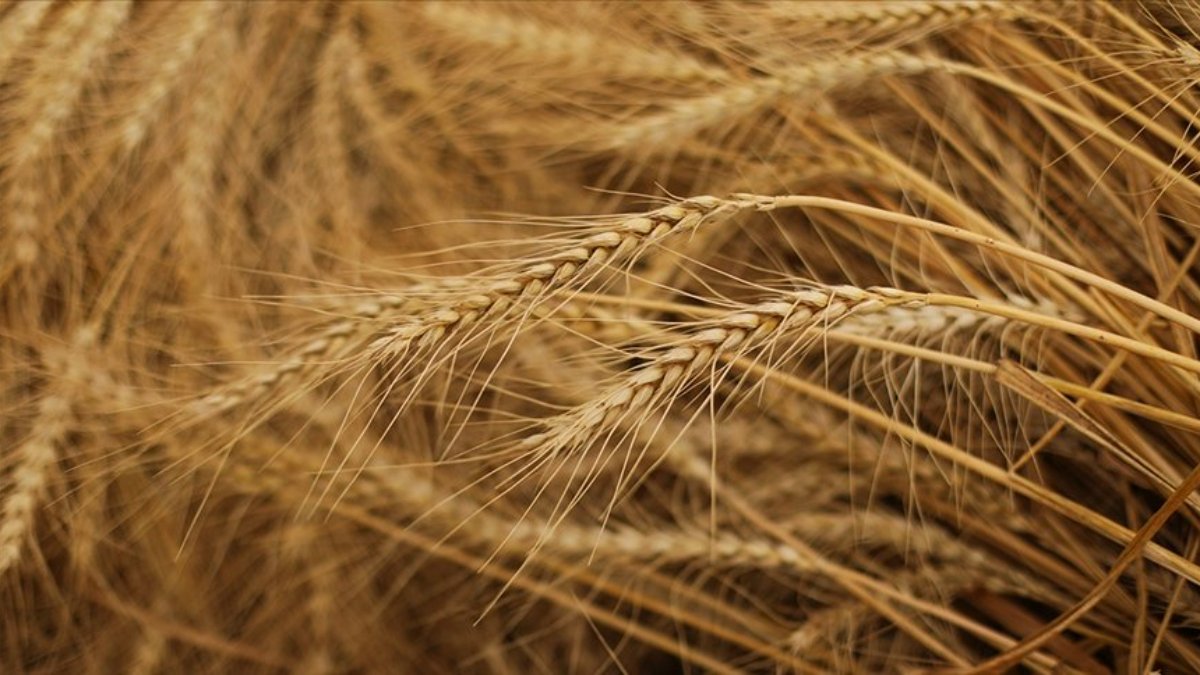 Kazakistan, Rusya’dan kaçak tahıl girişini engellemek için ithalat yasağını uzattı