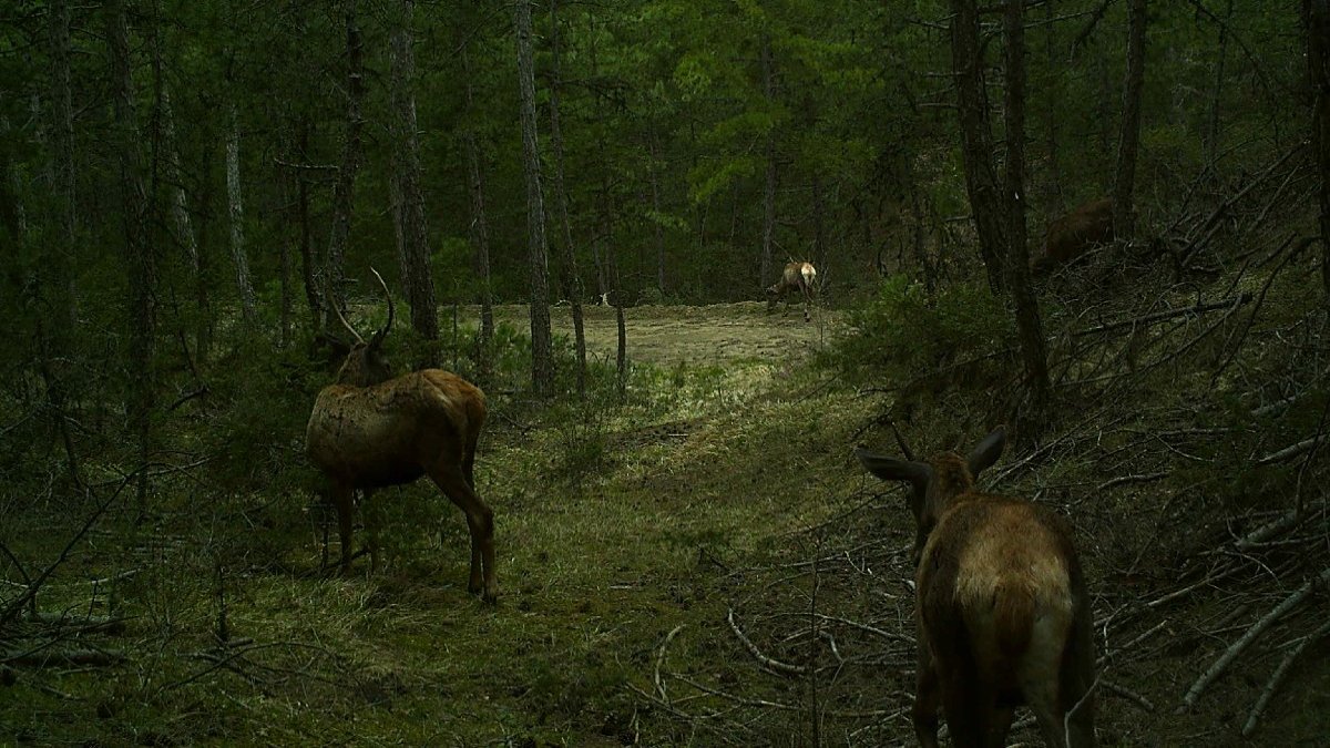 Bolu'nun yaban hayatı 19 fotokapanda