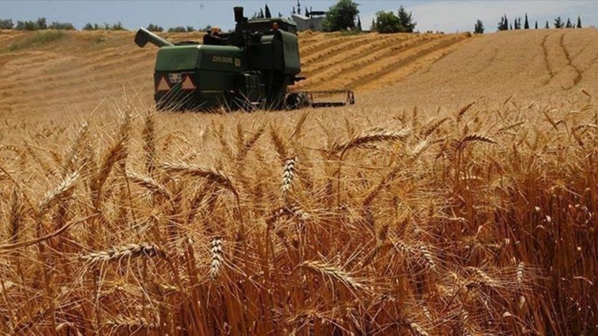 Hindistan enflasyonu düşürmek için Rusya'dan ucuz buğday ithal edecek