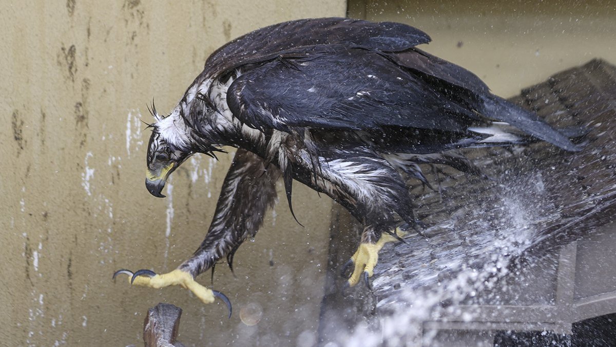 Yırtıcı kuşlar yaz banyosuyla serinliyor