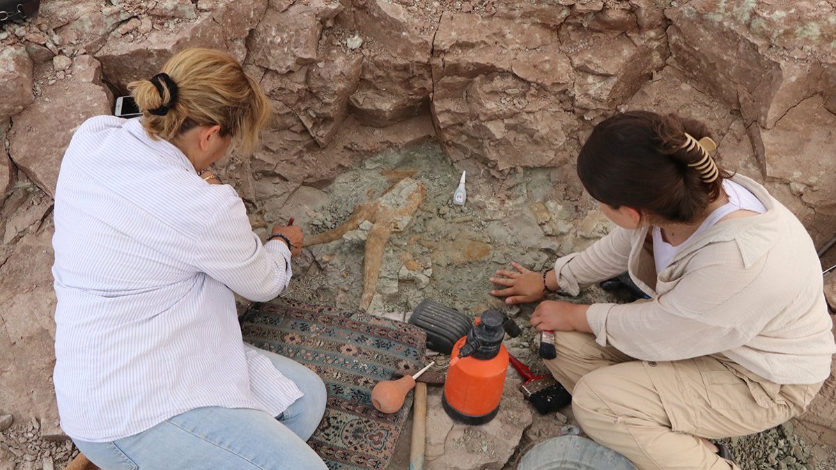 Çankırı'da 8,5 milyon yıl öncesine ait fosiller bulundu
