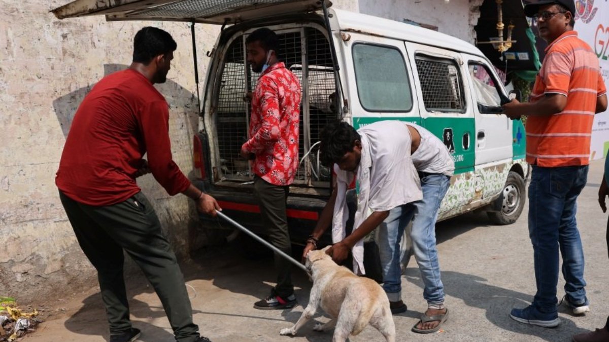 Hindistan'da G20 seferberliği: Gecekondular yıkıldı, köpekler toplandı