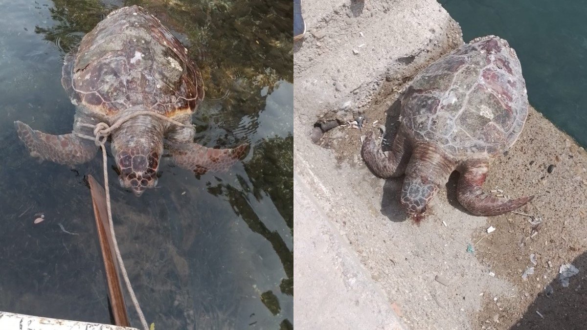 Ölü caretta caretta sahile vurdu