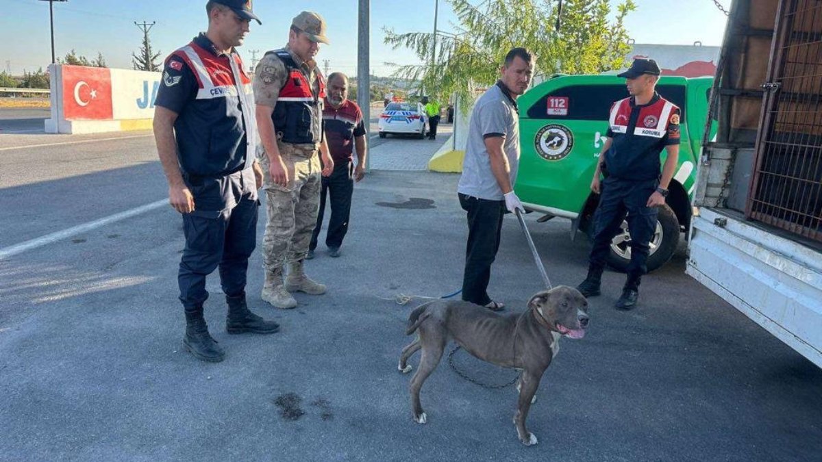 Pitbull ile yolculuk yaptı, 33 bin lira ceza yedi