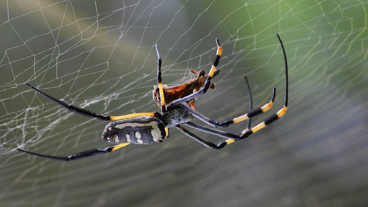 Çok sık görülüyor: Eylül ayında rüyada örümcek görmek ne anlama geliyor