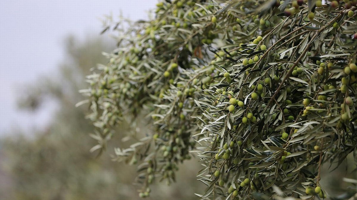 Aliağa'da zeytin hasat şenliği