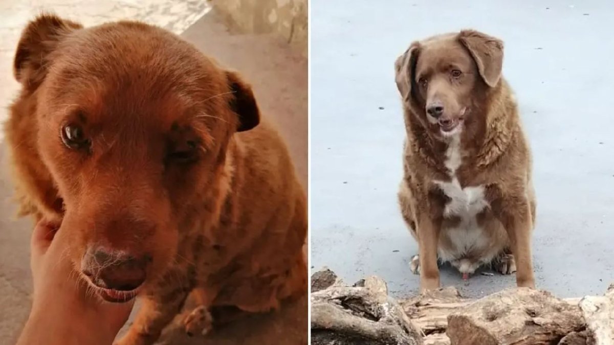 Dünyanın en yaşlı köpeği Bobi öldü