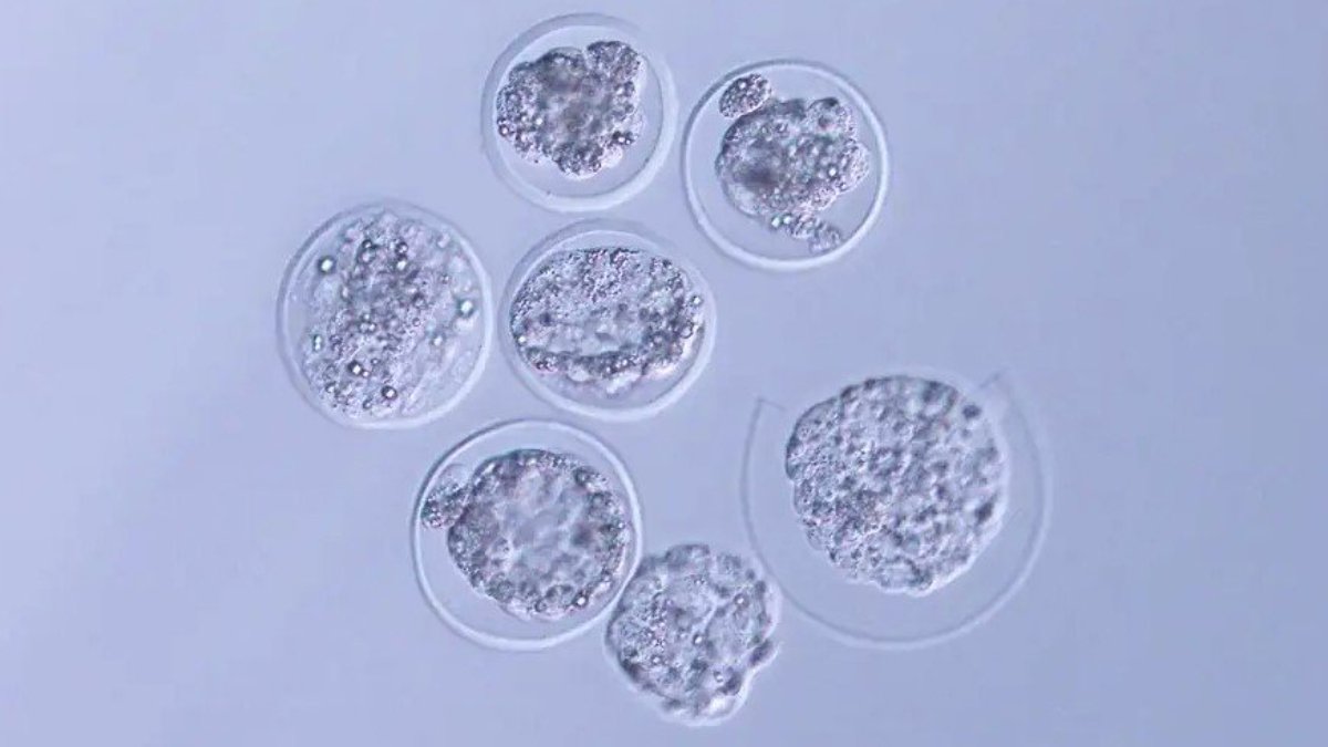 Bilim insanları, uzayda ilk defa fare embriyosu büyüttü