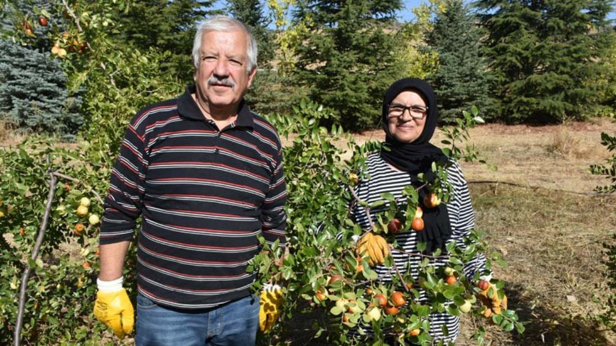 Emekli öğretmen çift 10 yıldır hünnap üretiyorlar