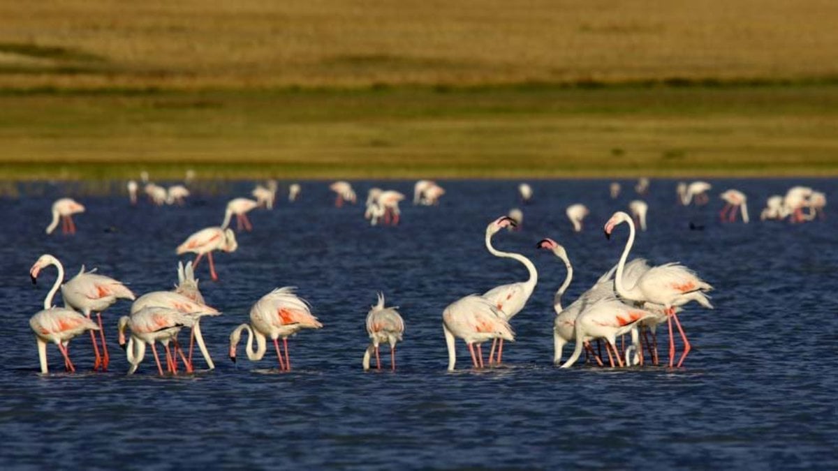 Küresel ısınma, flamingoların üreme yerlerini değiştirebilir