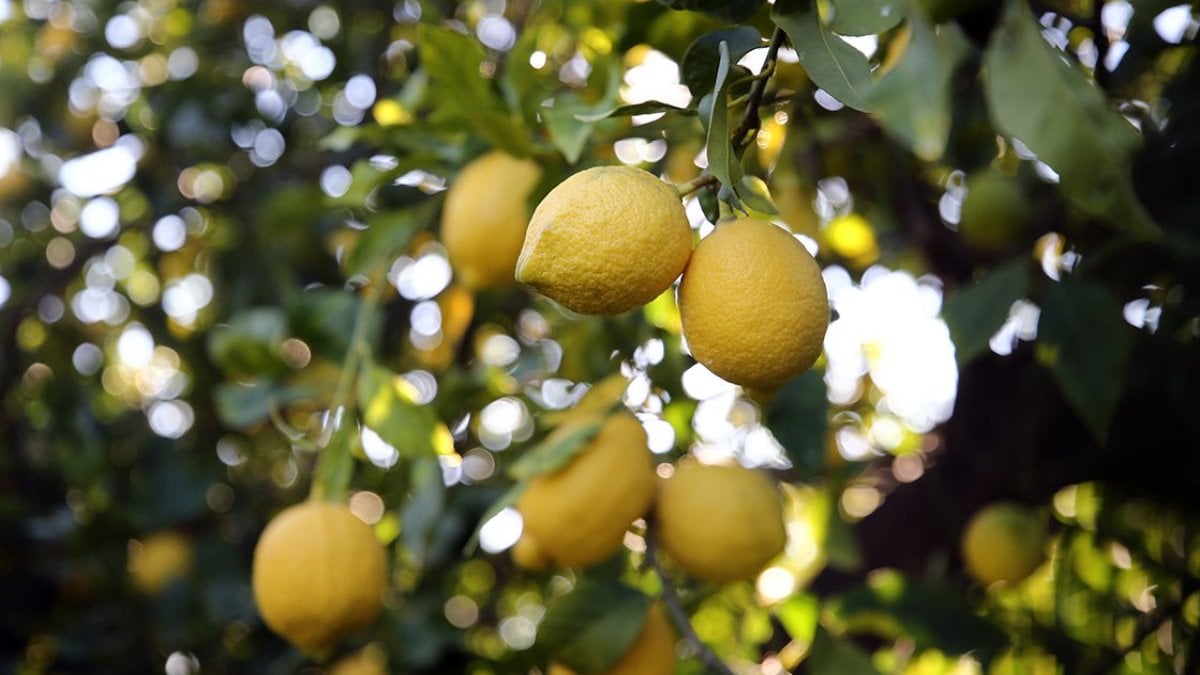 Çukurovalı limon üreticileri fiyat desteği istiyor