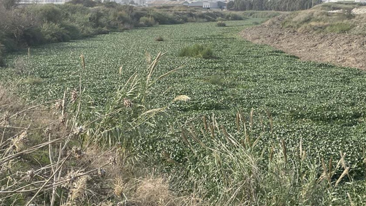 Hatay'da Asi Nehri'ni su sümbülleri kapladı