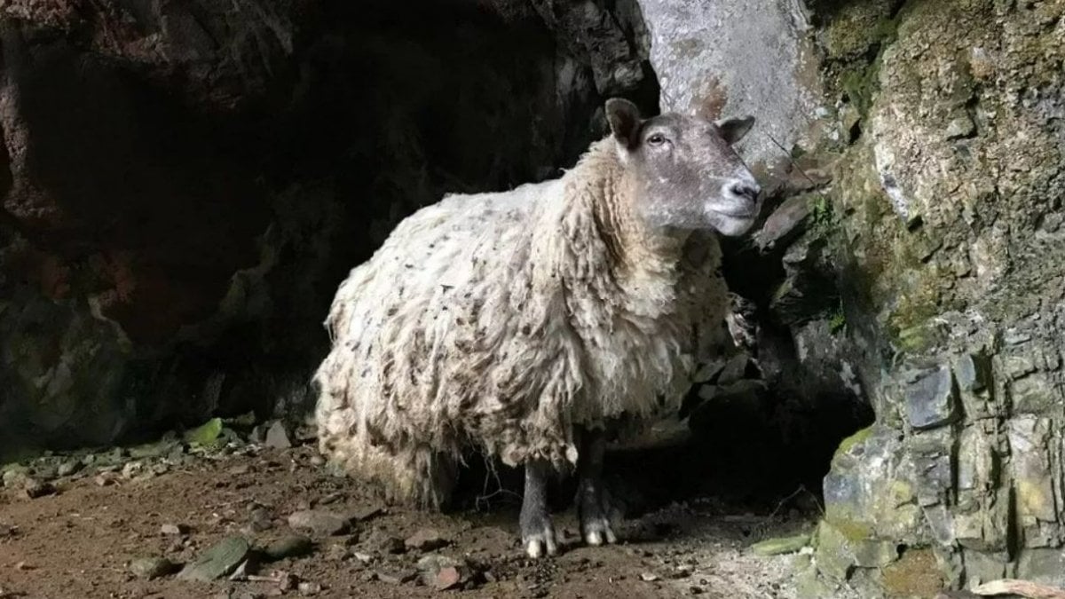 İngiltere'nin en yalnız koyunu aktivistlerden kaçırılıyor