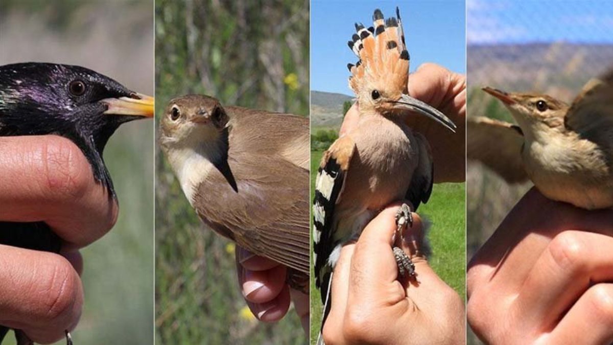 Aras Kuş Cenneti'nde 2023'te 101 kuş türü halkalandı