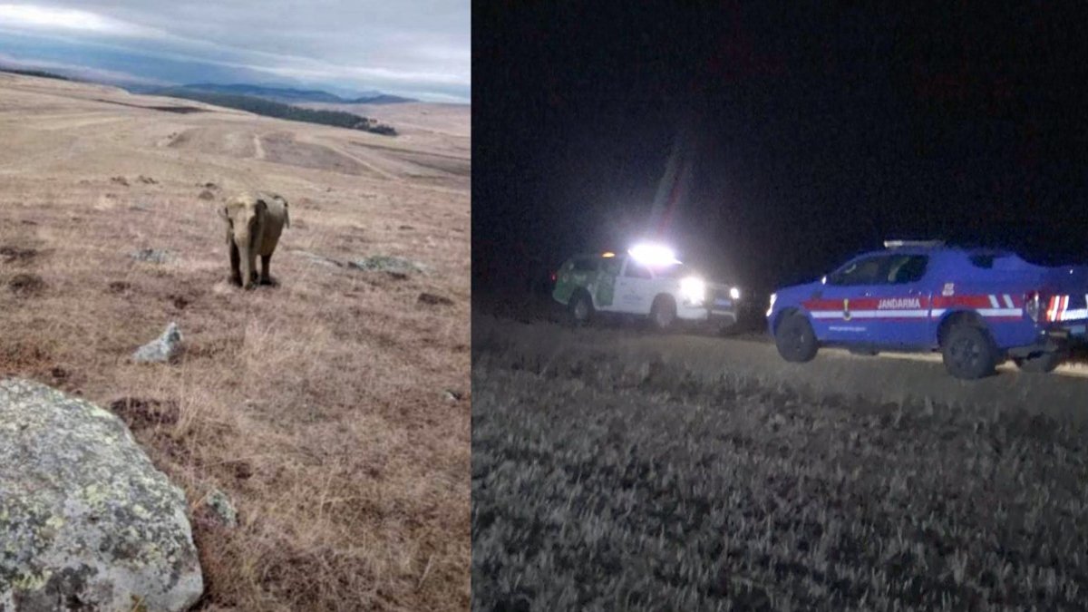 Çoban sosyal medyadan paylaştı, emniyet ayaklandı: Fil alarmı
