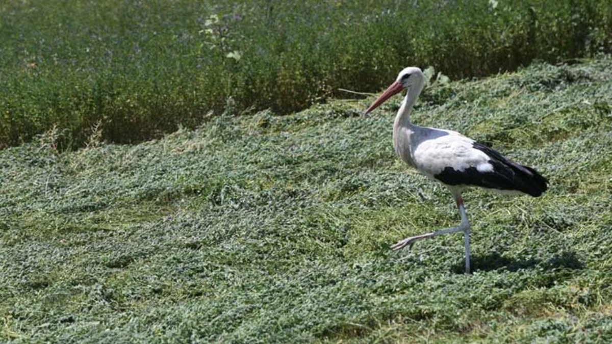 Muş Ovası, sulak alanlarıyla göçmen kuşların uğrak yeri oldu