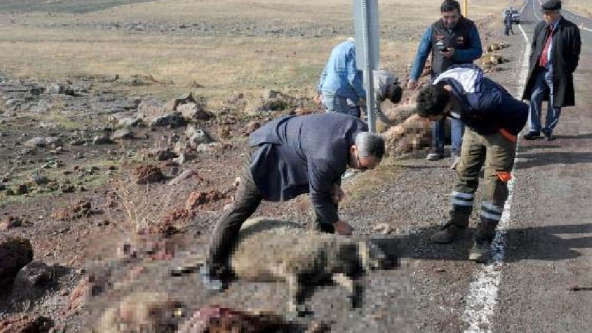 Minibüs sürüye çarptı, onlarca koyun öldü