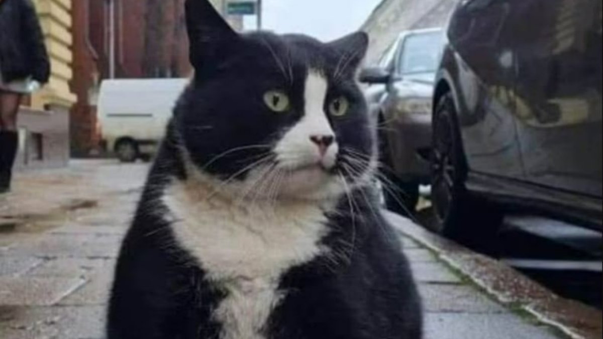 Turistlerin yoğun ilgi gösterdiği obez kedi diyete başlatıldı