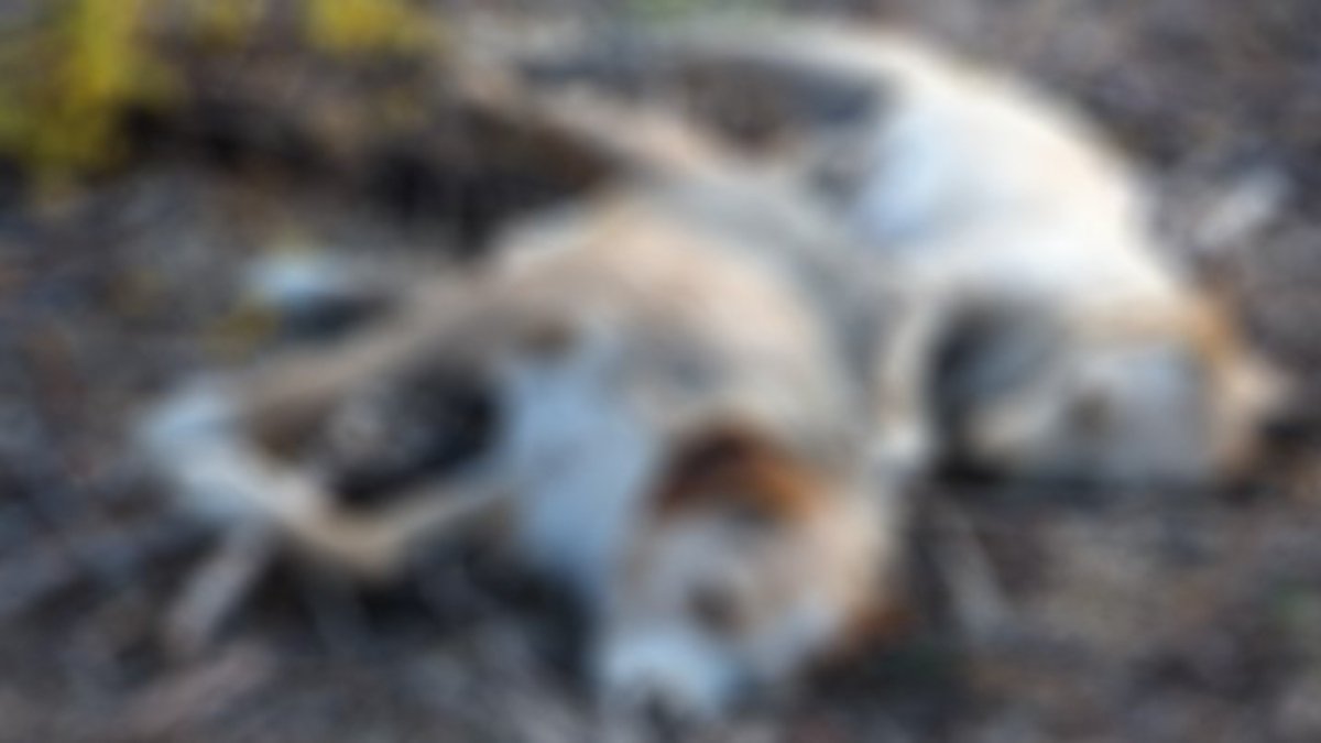 14 köpek ölü, 1 köpek yaralı bulundu