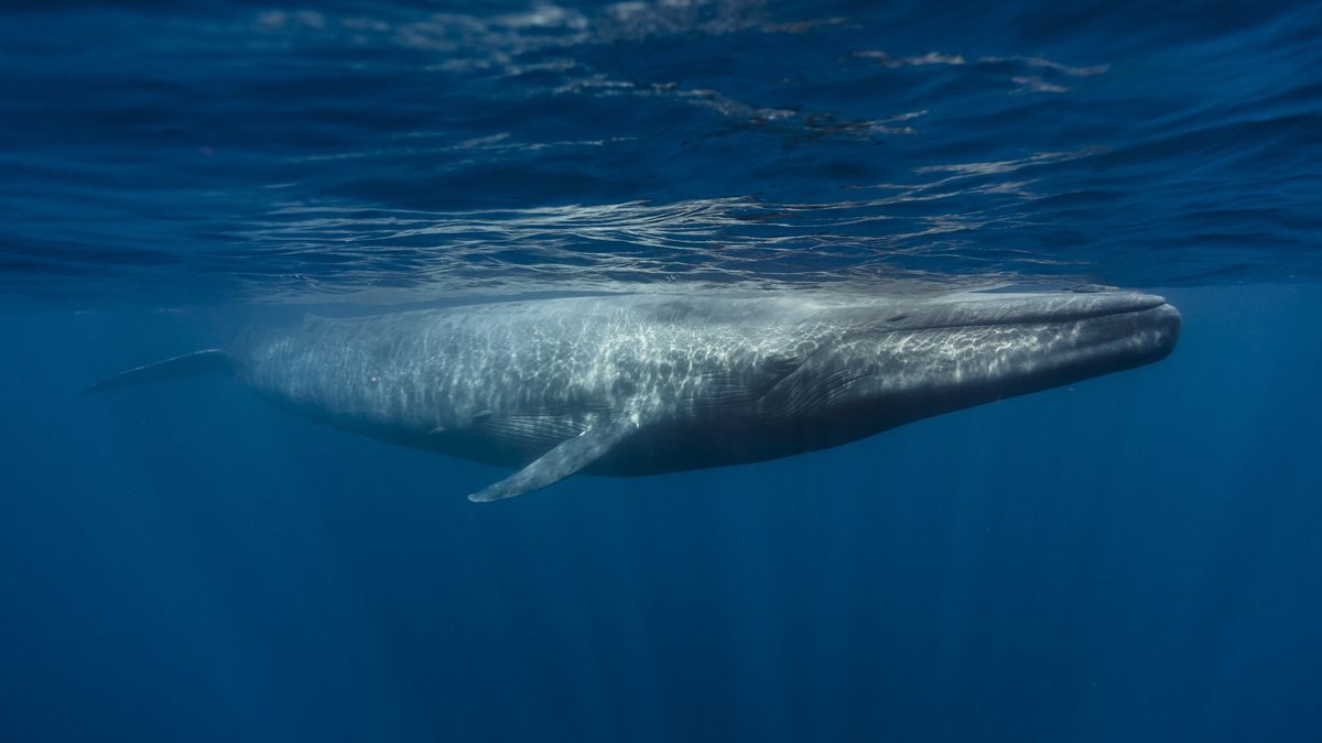 Mavi balinalar Hint Okyanusu'na geri dönüyor