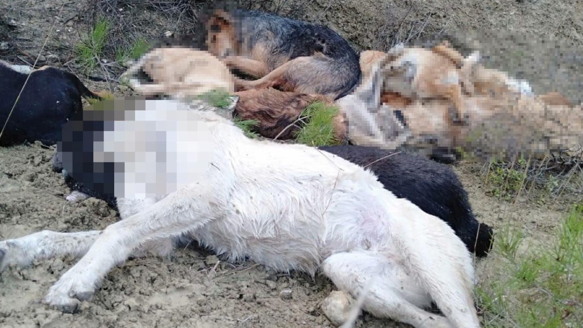 Bilecik'teki köpek katliamında dört belediye görevlisi tutuklandı