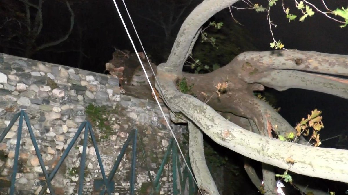 Bursa'da lodos 250 yıllık çınar ağacını kökünden kopardı