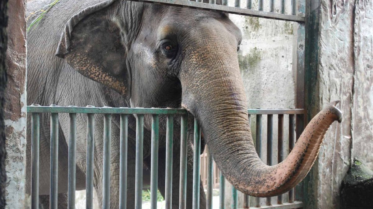 Filipinler'in tek filiydi, "Mali" hayatını kaybetti
