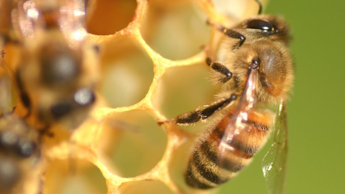 Şehirde yaşayan arılar daha zeki