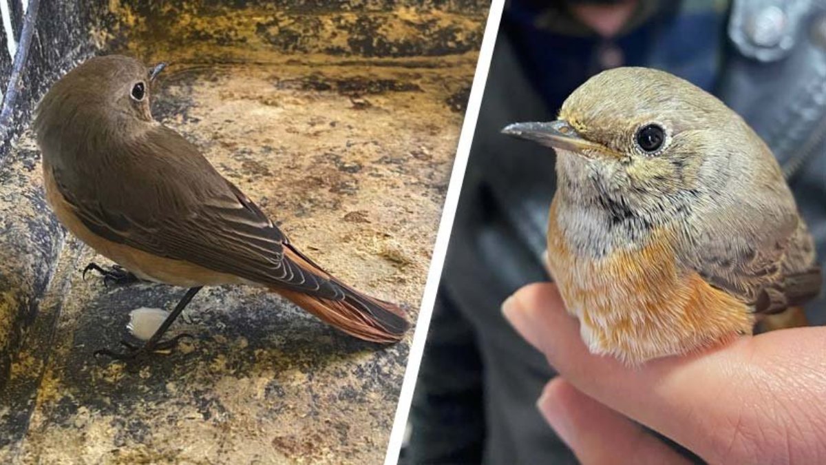 Kızılkuyruk kuşu tedavisinin ardından doğaya bırakıldı